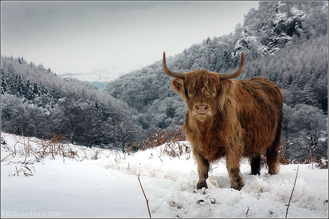 Highland Cow13.jpg